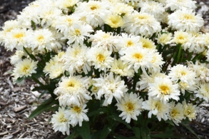 Leucanthemum 'Ice Cream Dream'